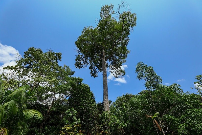 Dia da Árvore: astur destaca roteiro para conhecer a imponência da  floresta - Rádio e TV Encontro das Águas